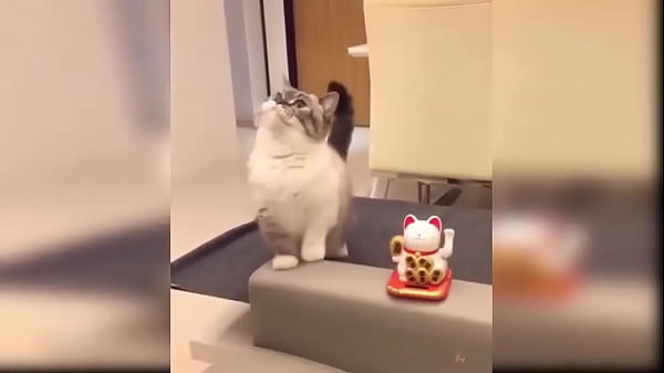 Cat Reaction - Funny Cat Toy Reaction Compilation
